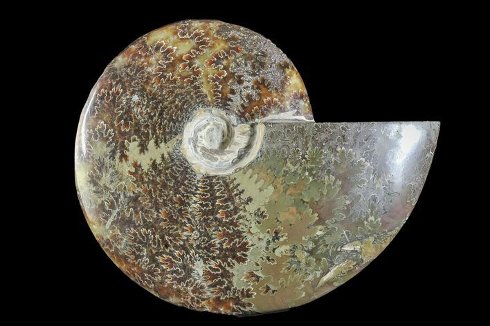 Polished Ammonite (Cleoniceras) Fossil - Madagascar #166389